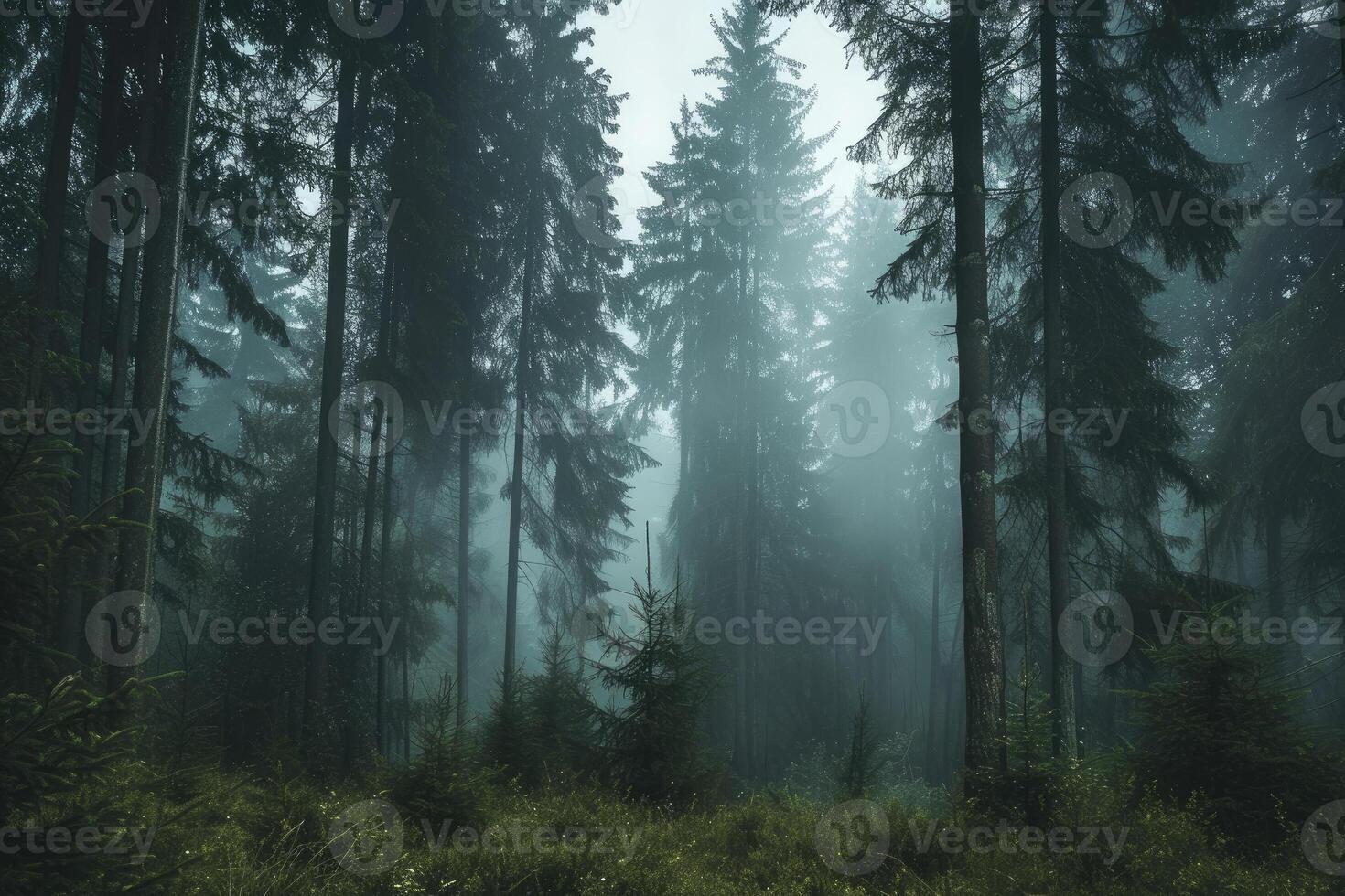 A forest with tall trees and fog photo