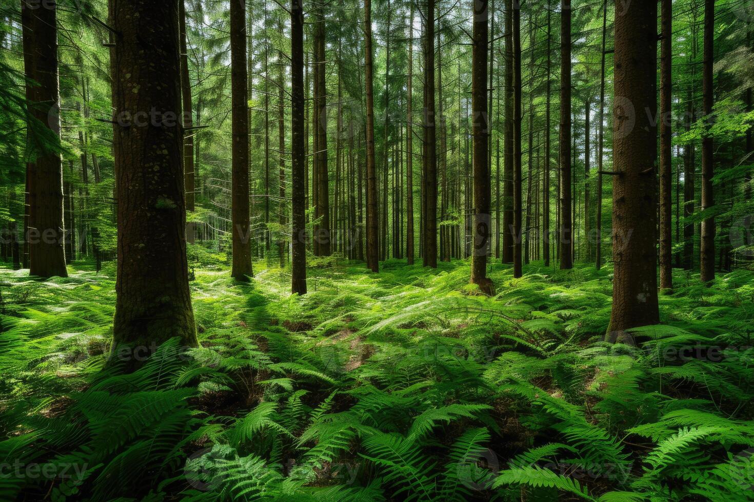 A forest with ferns and trees in the middle photo