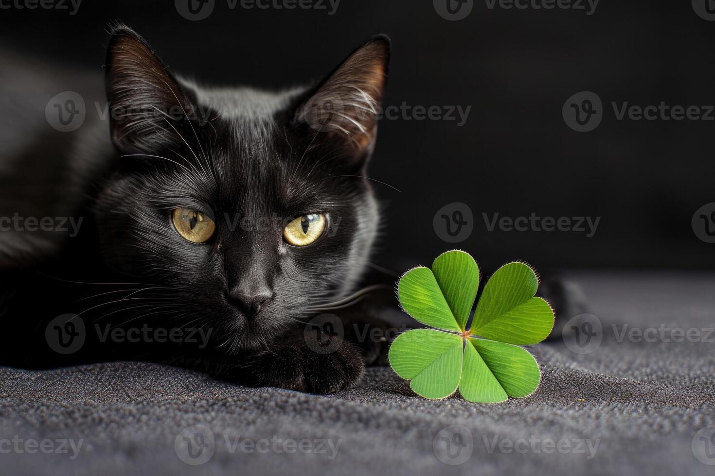 Black cat with shamrock photo