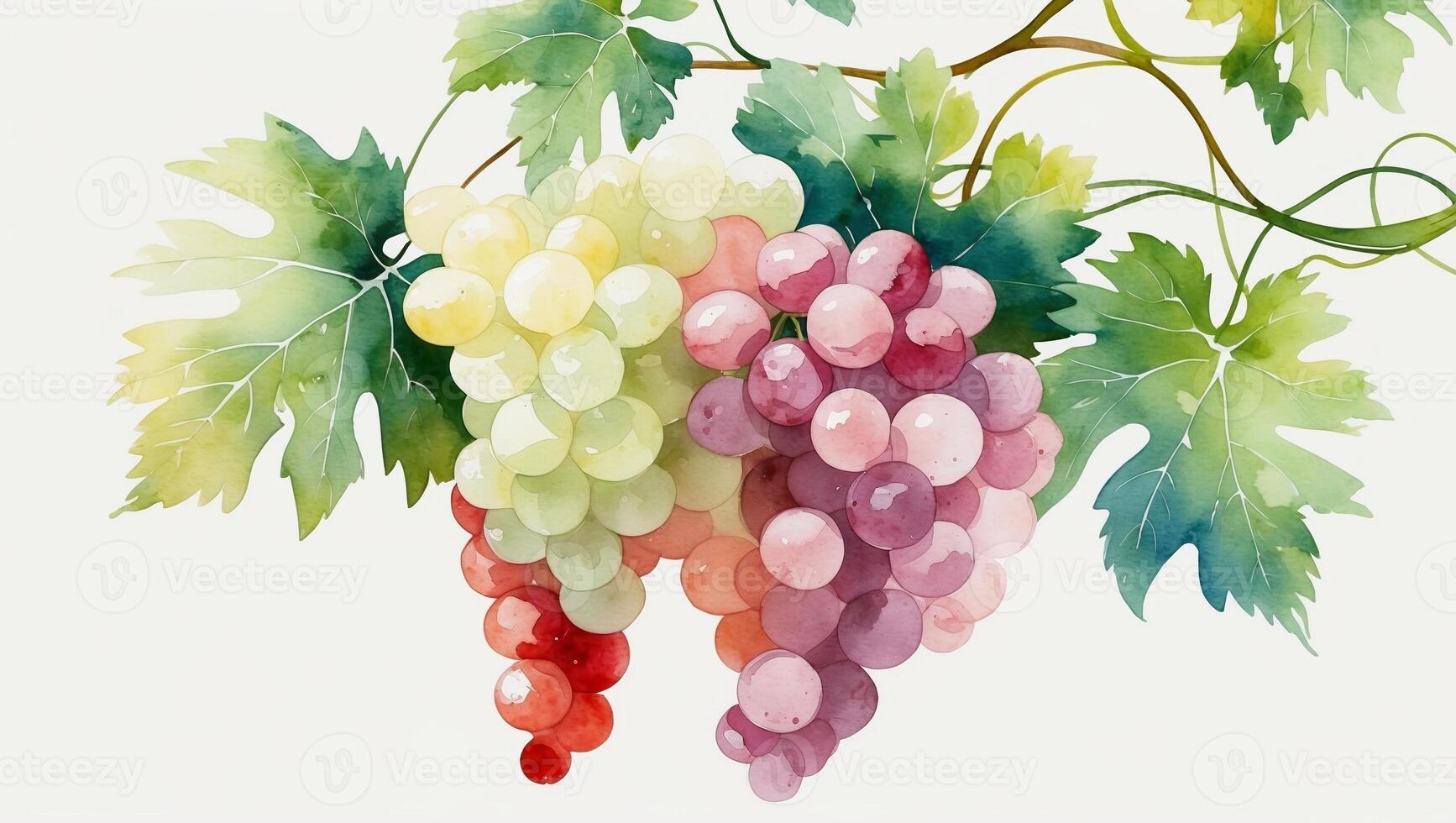 Bunches of ripe grapes hanging on a vine surrounded by lush green leaves in a sunny garden setting photo