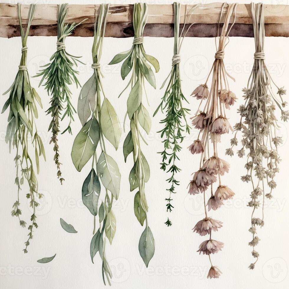Hanging herbs and dried flowers displayed in a natural setting showcasing a variety of colors and textures photo