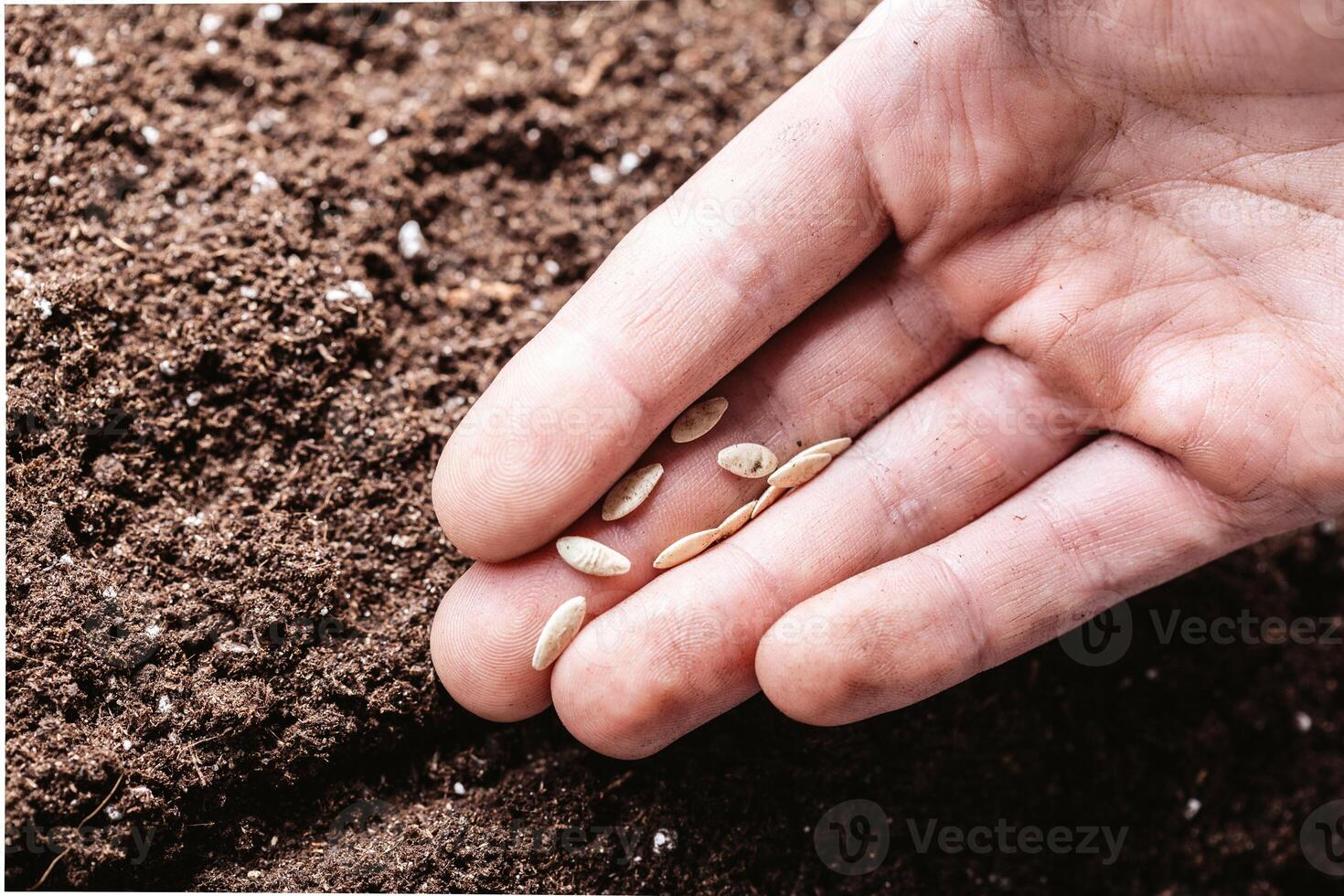 Closeup of a males hand planting seeds photo