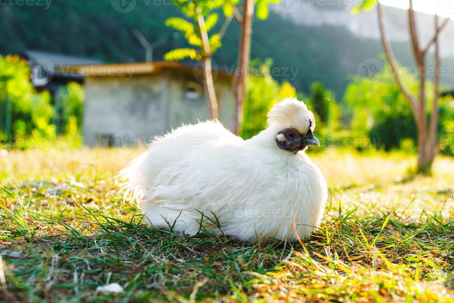 White fluffy silkie chicken resting in a sunny garden with green plants and trees photo