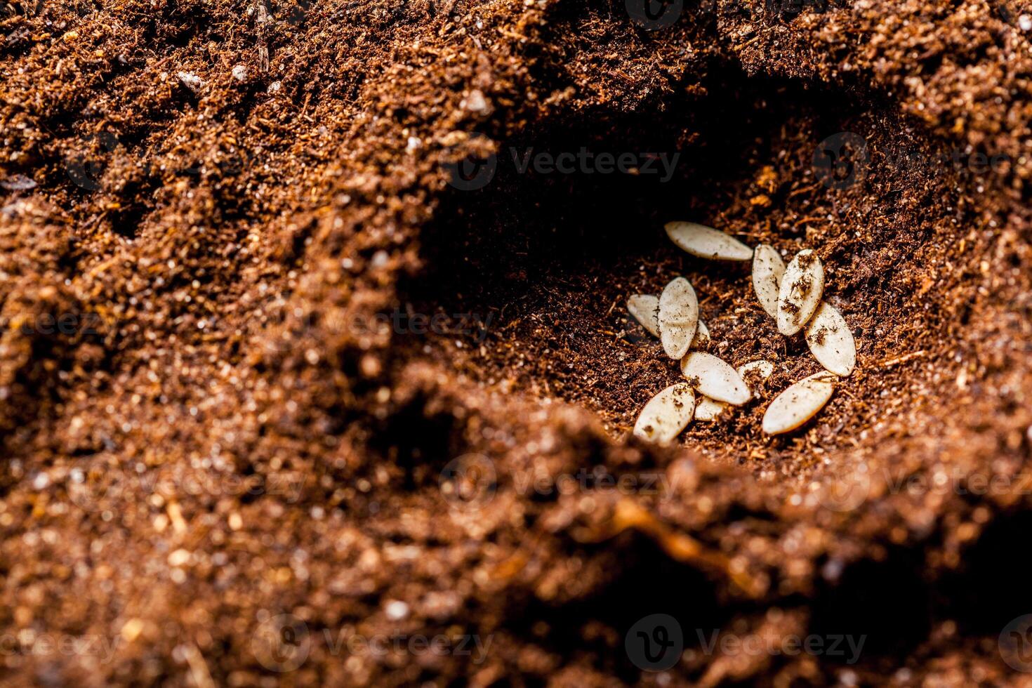 seeds in the ground photo