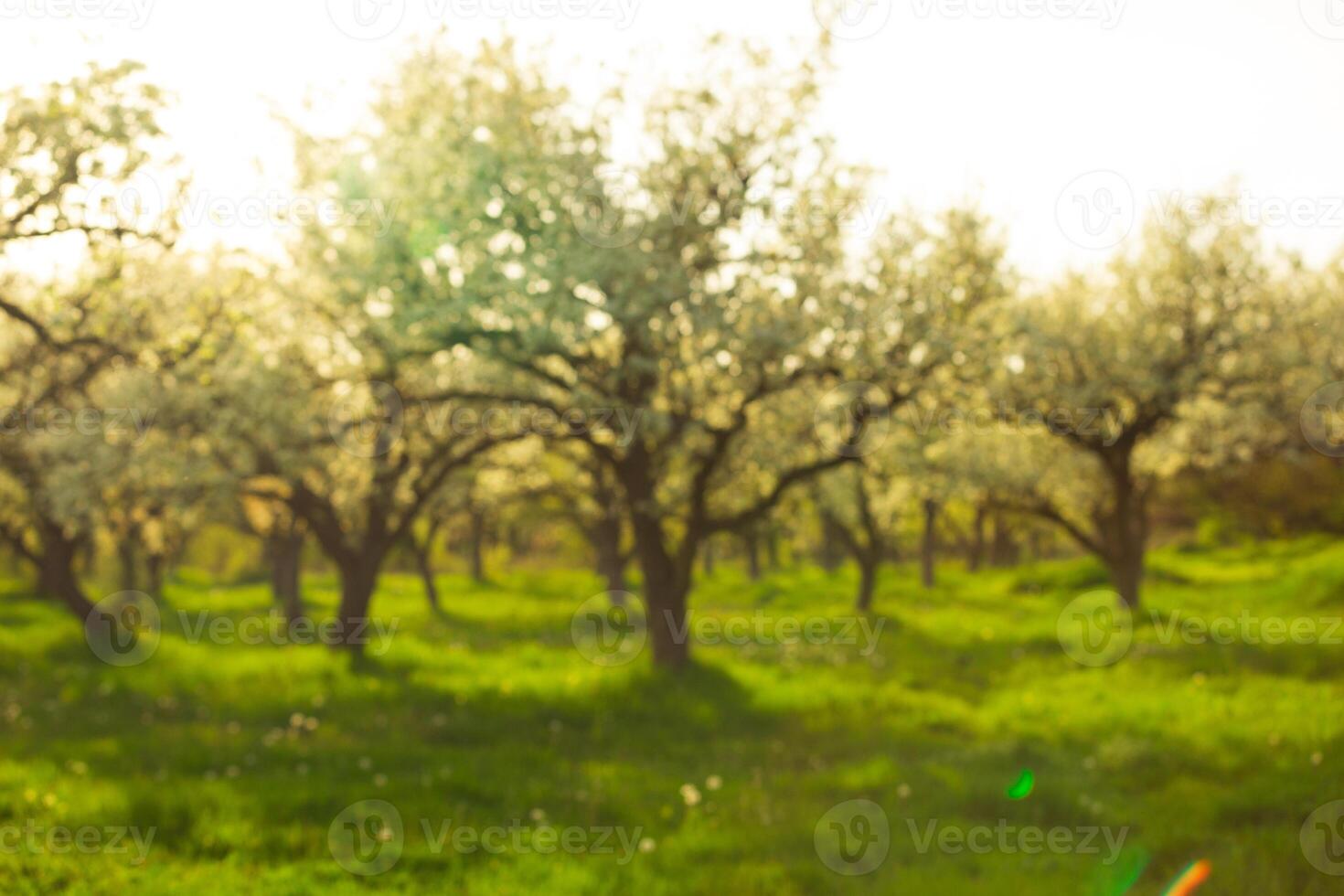 Blossoming orchard in spring showcases vibrant trees under sunlight photo