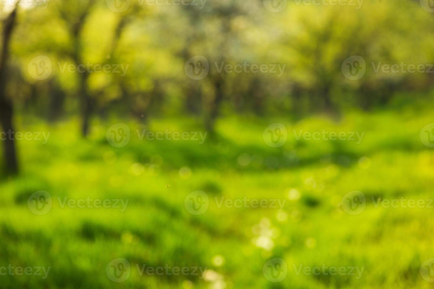 Lush green forest path inviting exploration on a sunny day with vibrant foliage photo