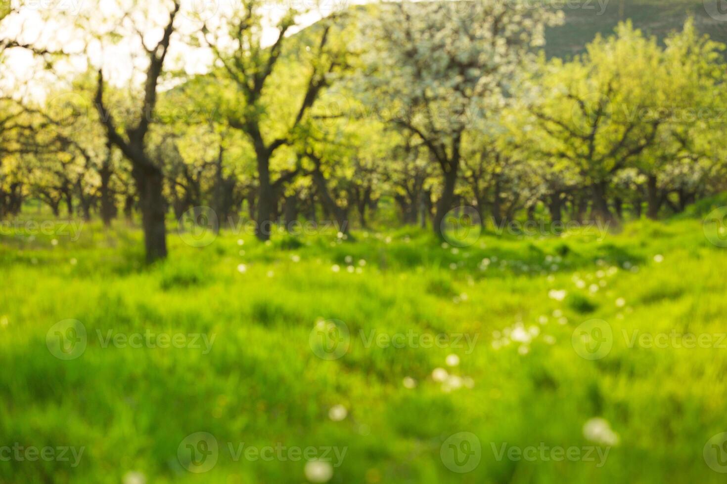 Lush green orchard with blossoming trees under bright sunlight during spring season photo