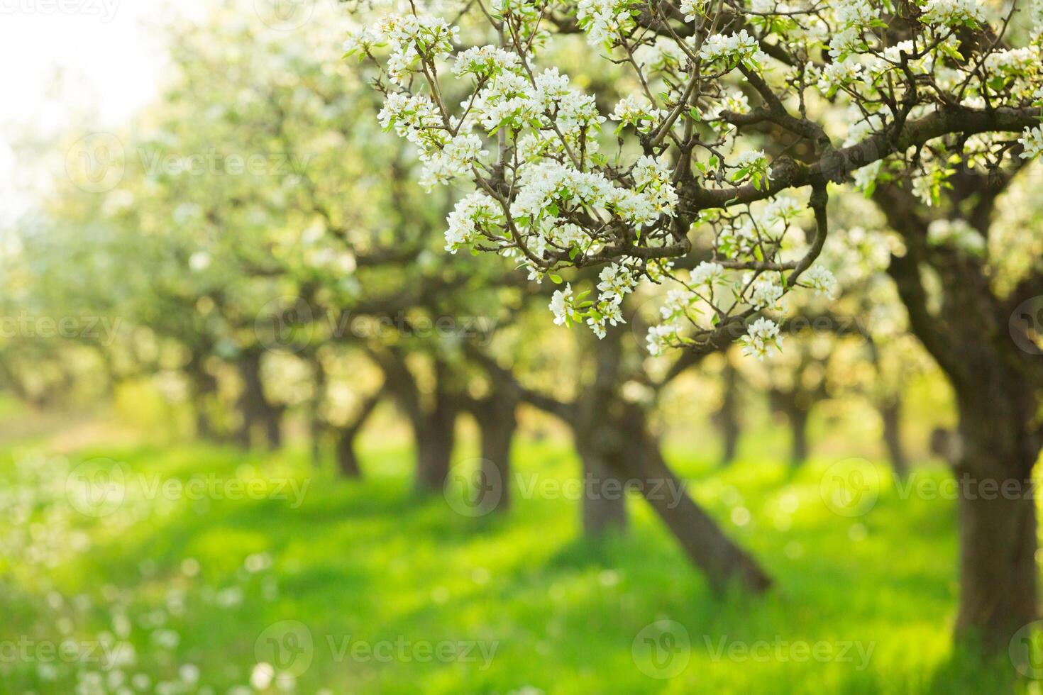 Blooming pear trees in orchard during spring season with lush green grass and sunlight filtering through branches photo