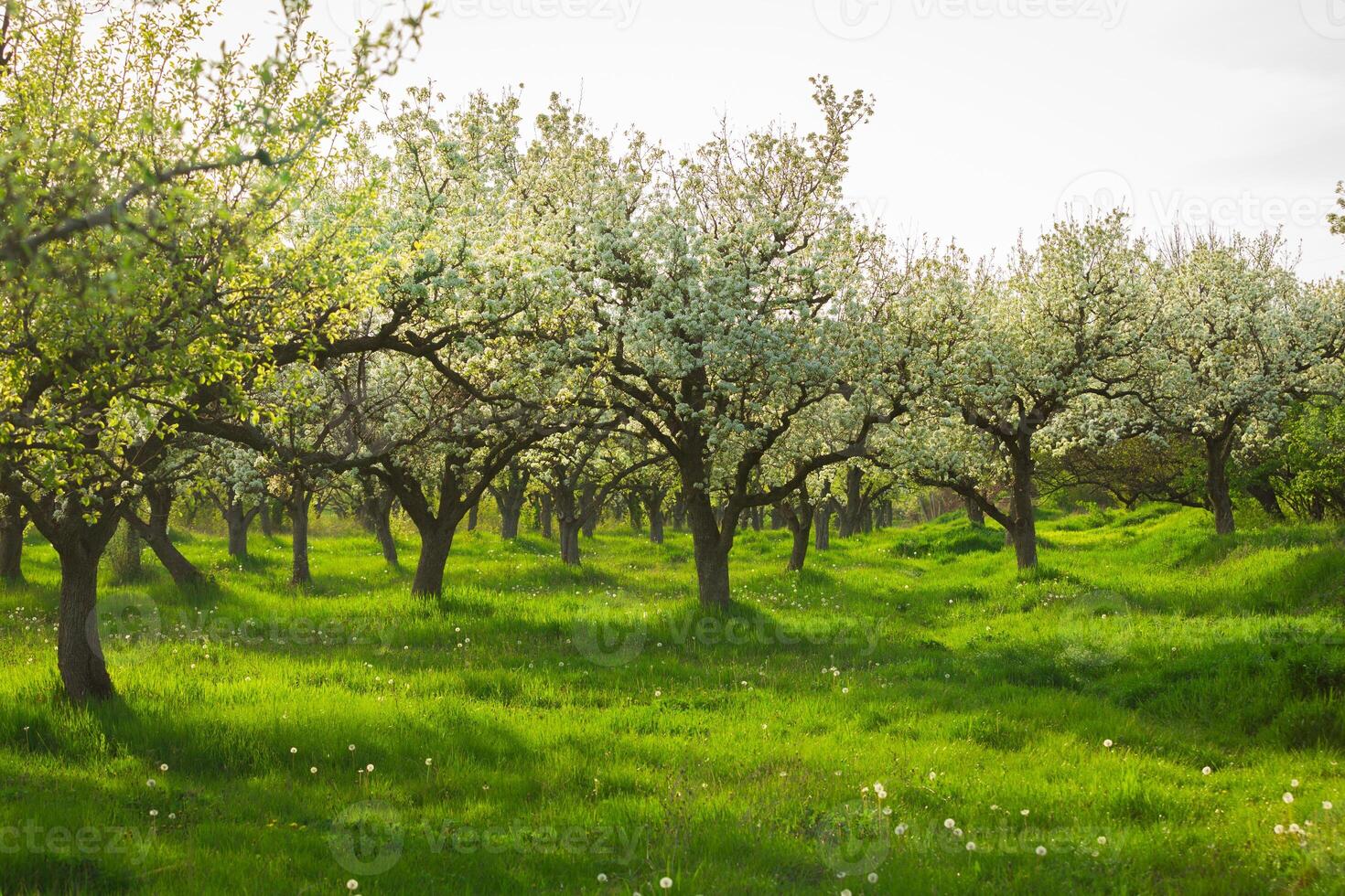 Blossom-laden apple orchard in spring sunlight showcasing lush green grass and thriving trees photo