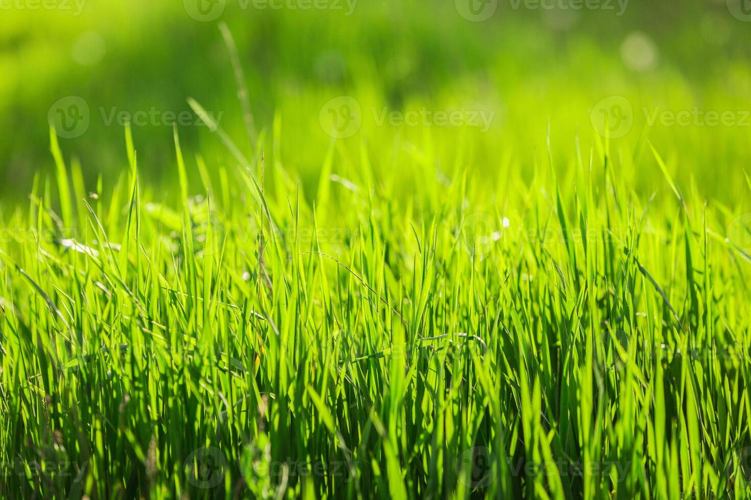 Lush green grass swaying gently in the breeze on a sunny spring afternoon in a tranquil outdoor setting photo