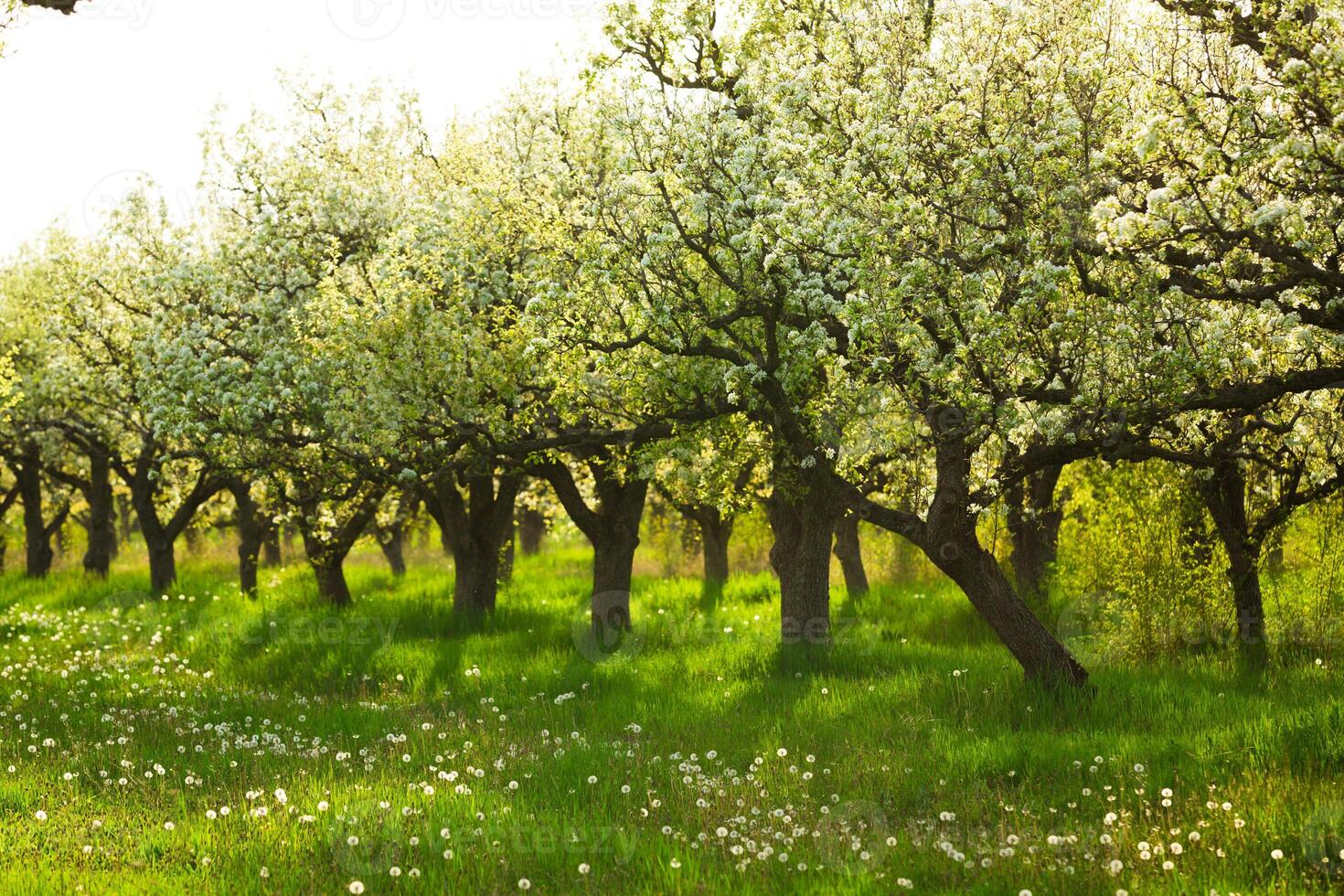 Blossoming pear trees in a serene orchard during springtime near a lush grassy meadow photo