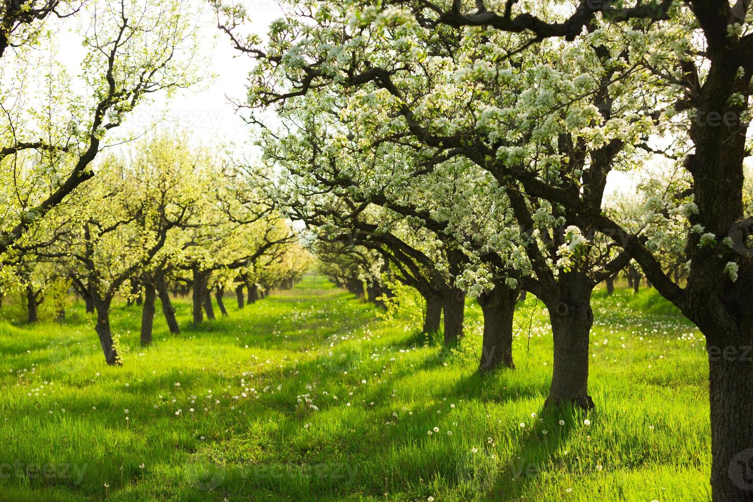 Blossoming fruit trees in a sunlit orchard during springtime with vibrant greenery photo