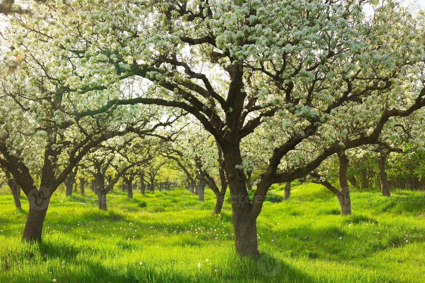 Blossoming pear trees in a lush green orchard during springtime daylight photo