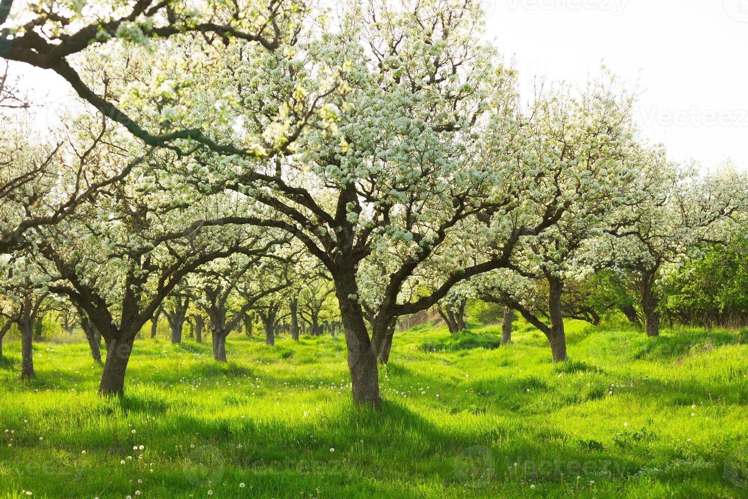 Blooming pear trees in a vibrant orchard during springtime in a tranquil countryside setting photo