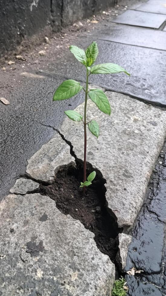 A plant growing out of a crack in the sidewalk photo