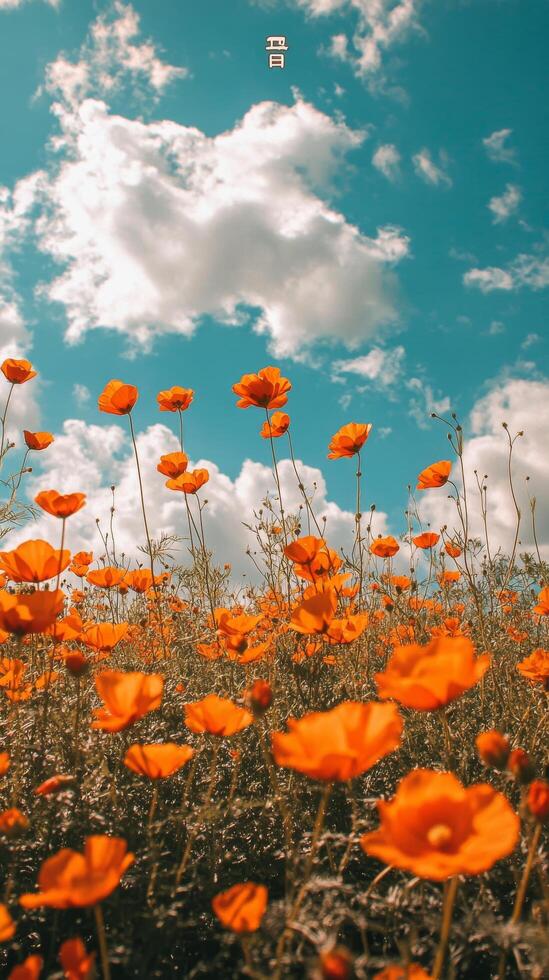 Orange flowers in a field with a blue sky photo