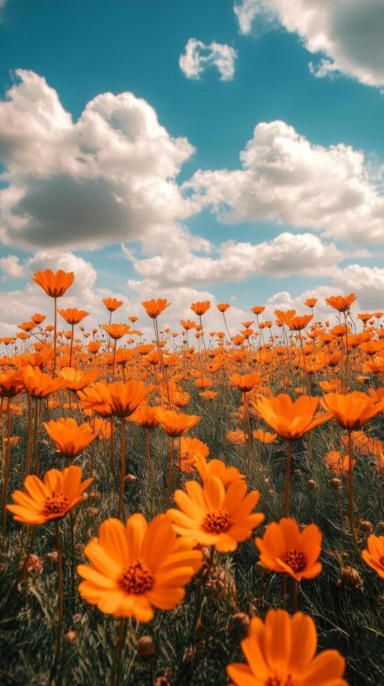 Vibrant orange flowers bloom under a bright blue sky filled with fluffy clouds photo