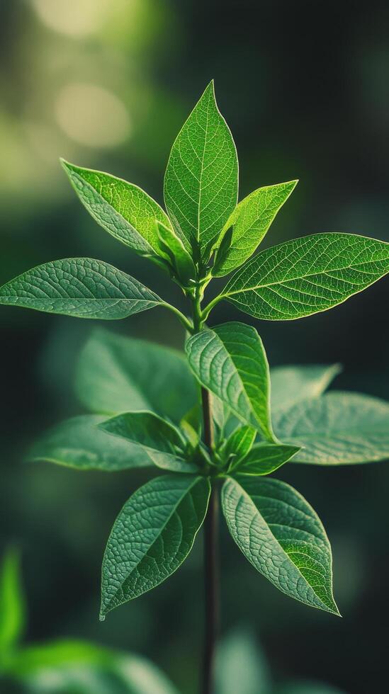 A close up of a plant with green leaves photo