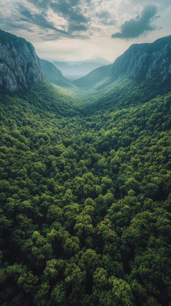 A view of a green forest with mountains in the background photo