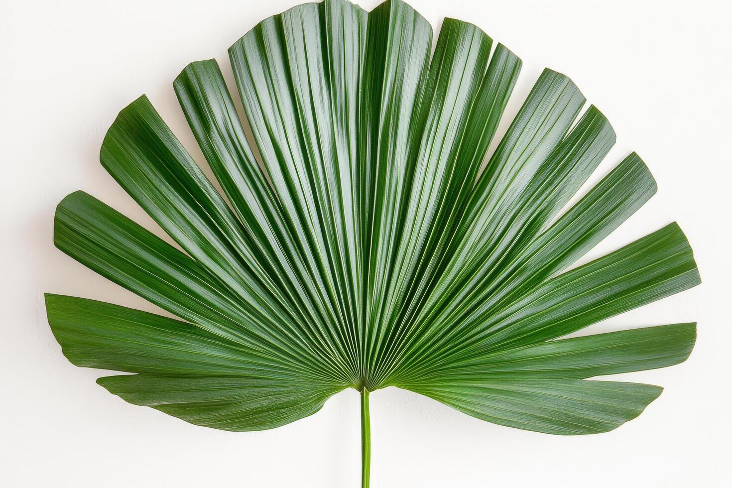A large green leaf on a white background photo