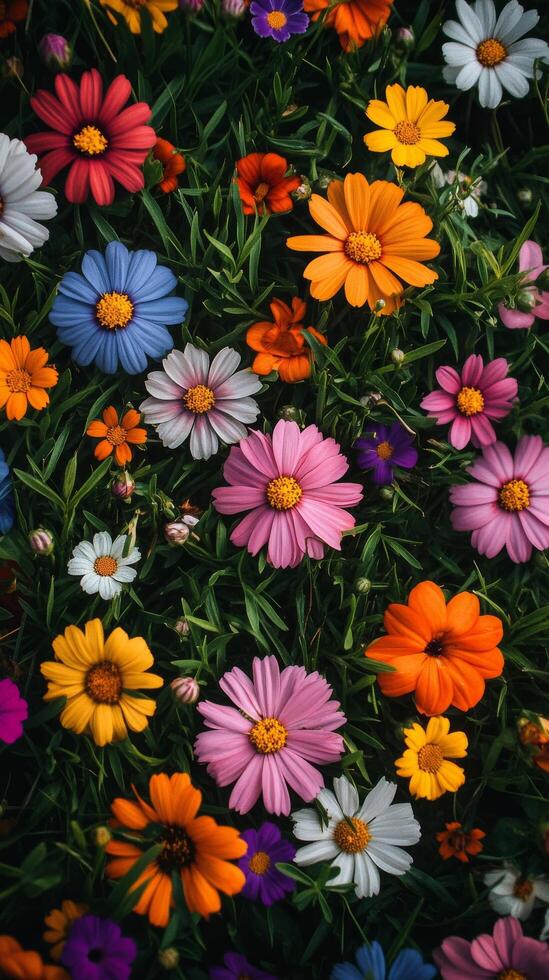 Colorful flowers are shown in a field photo