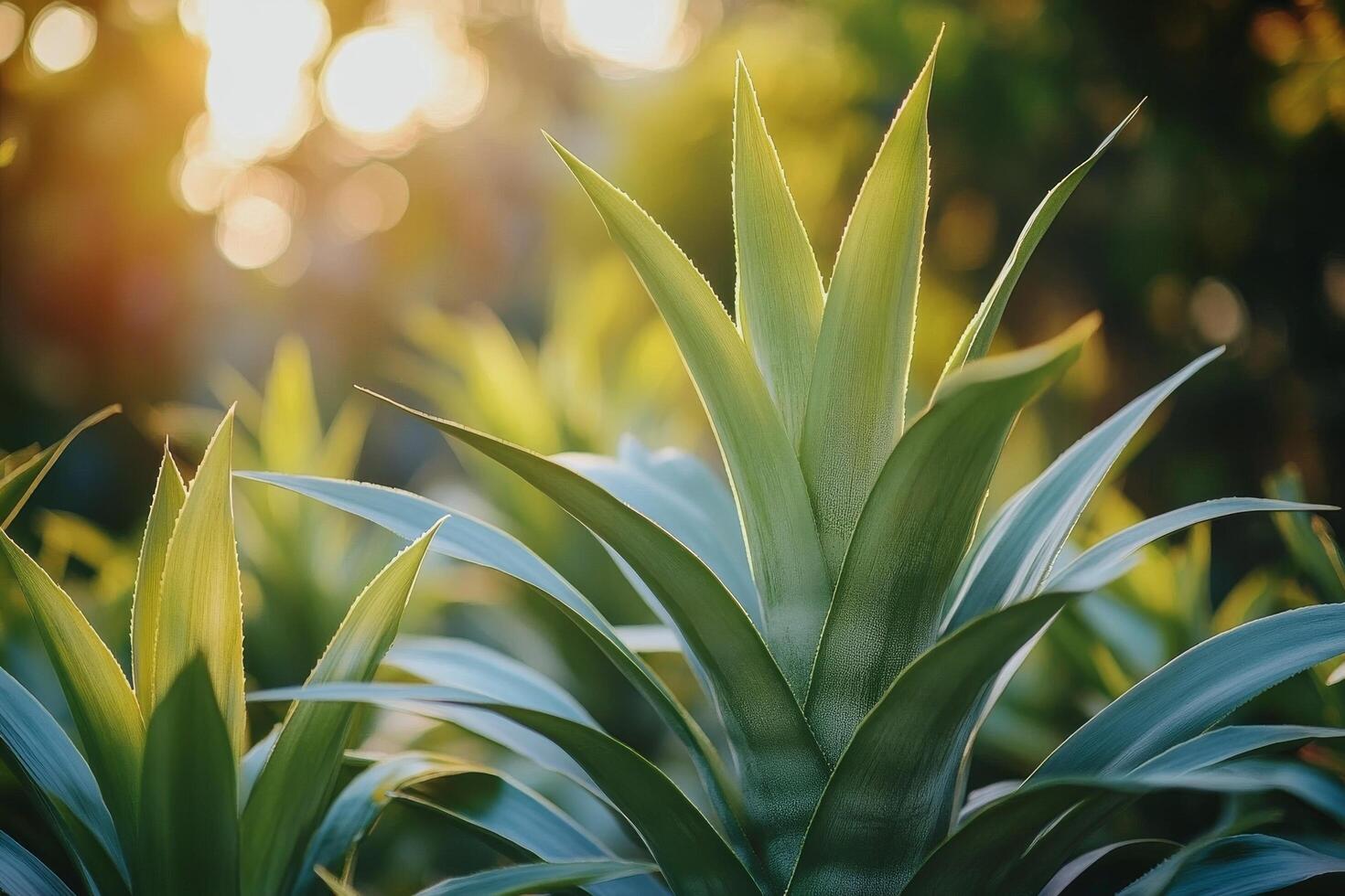 Aloe vera plant with sunlight shining through photo