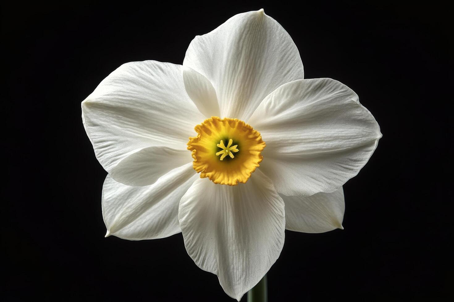 White daffodil on black background photo