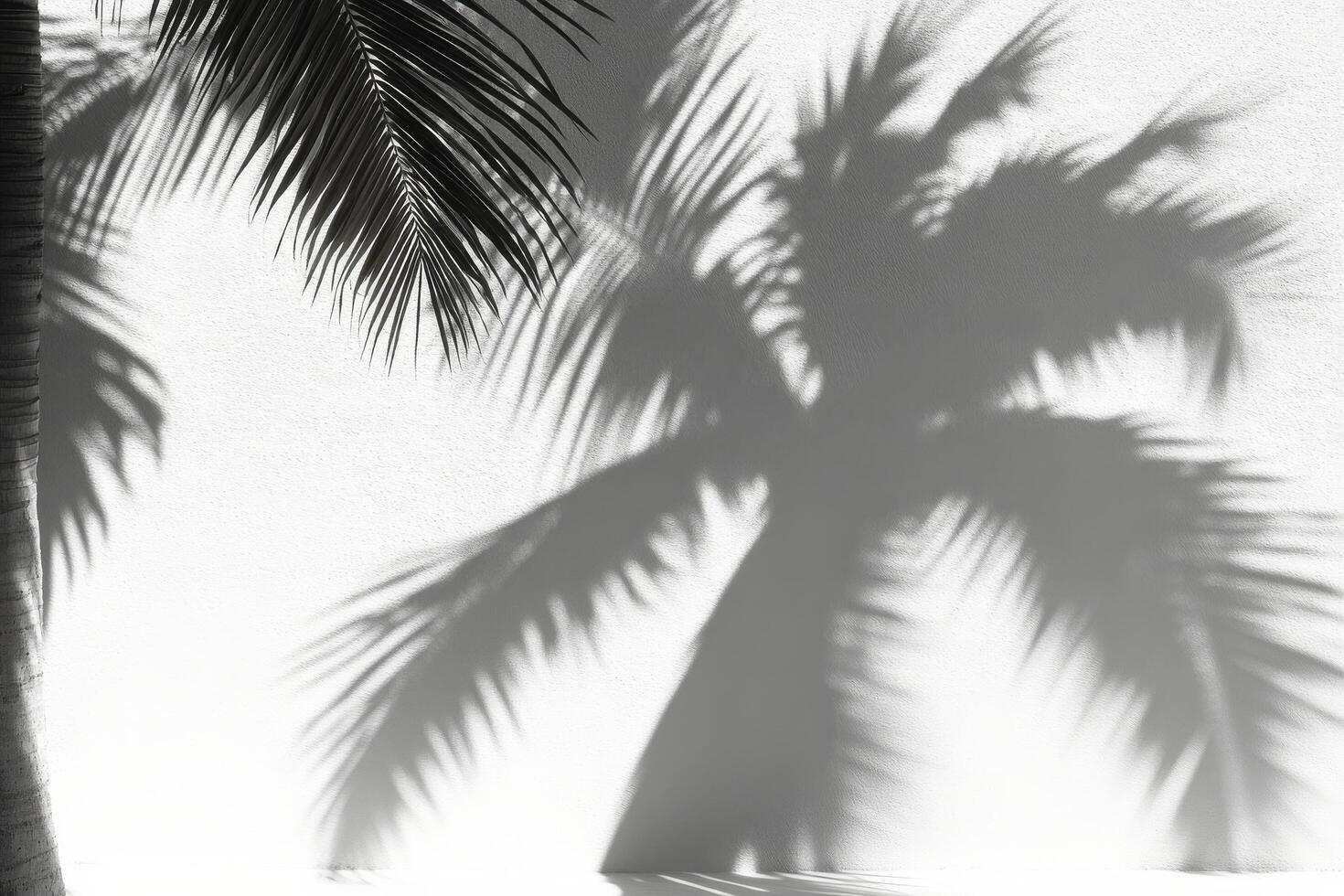 Palm trees casting shadows on a white wall photo