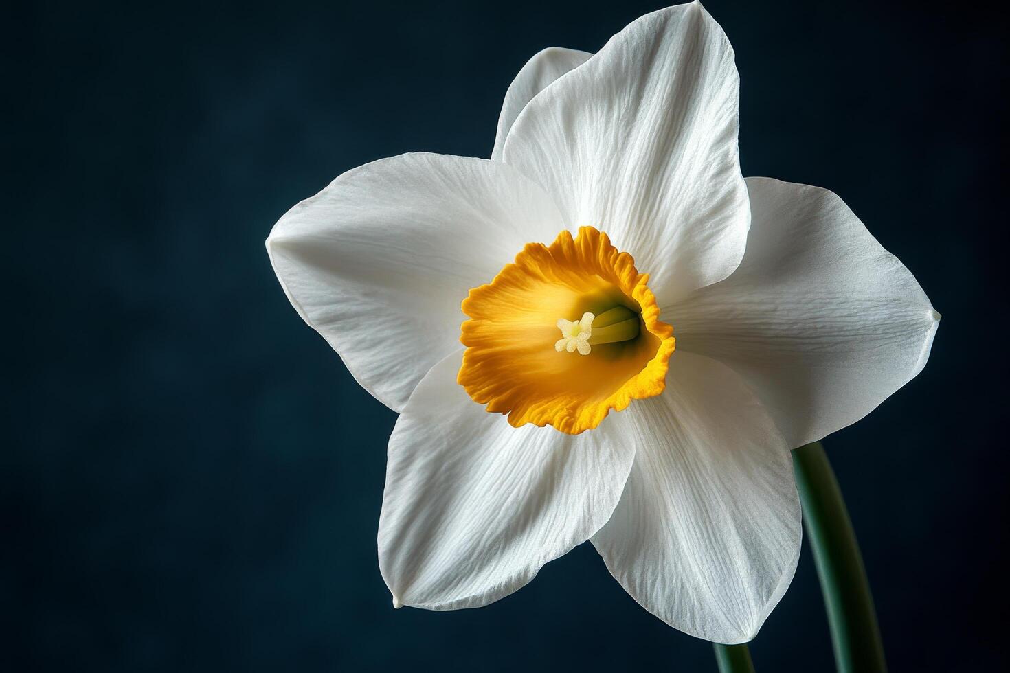 A single white daffodil with a yellow center photo