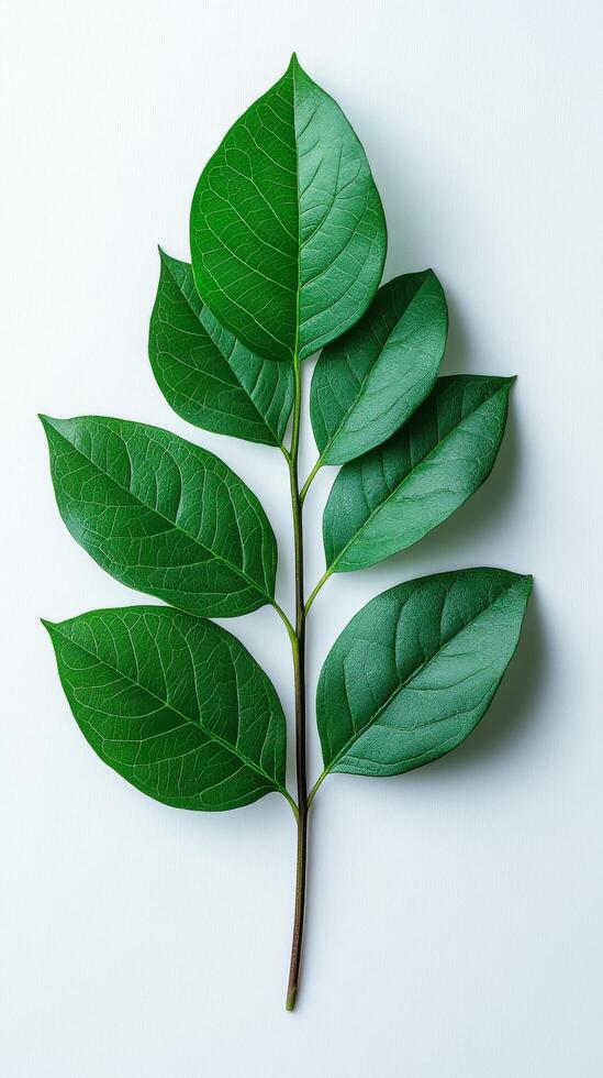 A leaf with green leaves on a white background photo