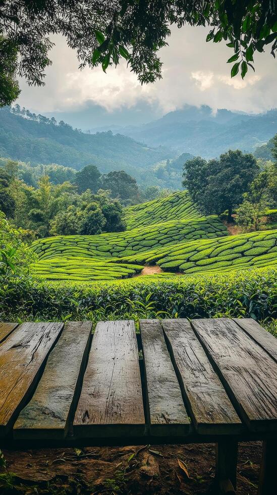 Tea plantation in munnar, kerala, india photo
