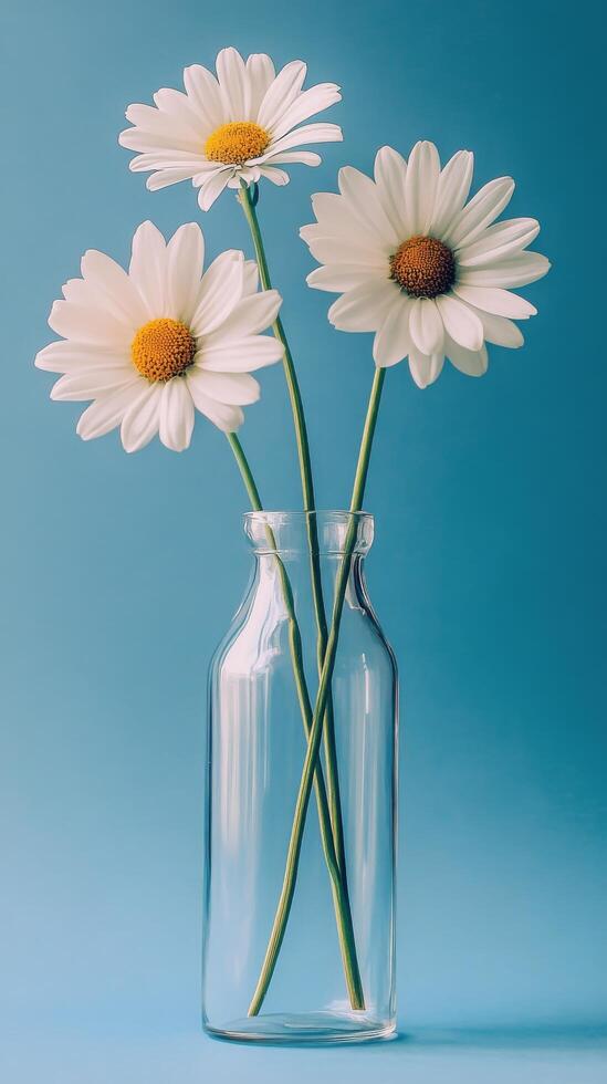 Three daisies in a glass vase on a blue background photo