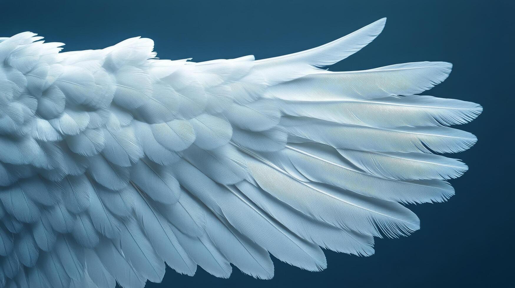 A close up of a white angel's wings photo