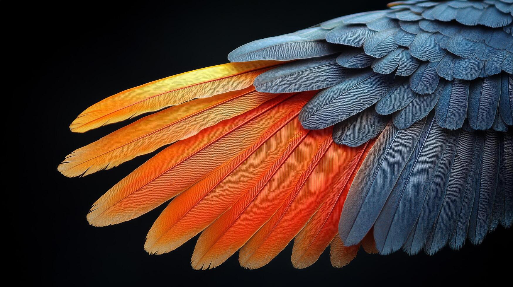 A close up of a colorful parrot's wings photo