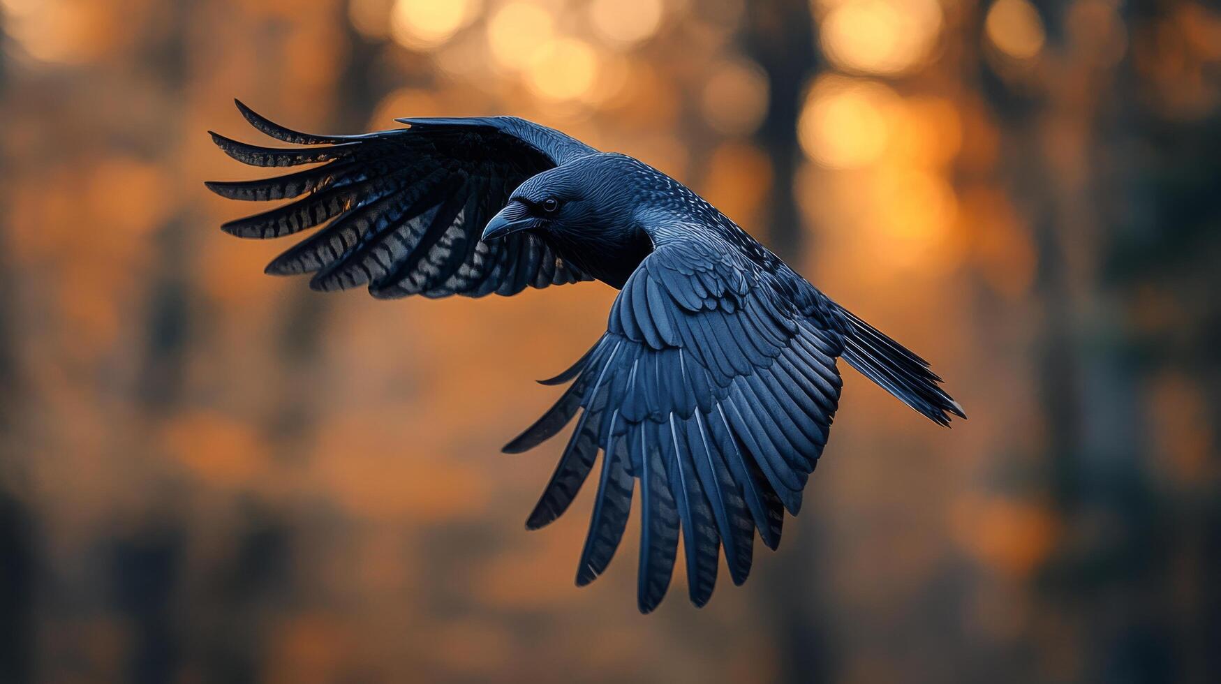 A black bird flying in the air with orange trees in the background photo