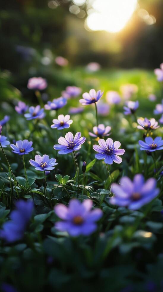 A field of purple flowers with the sun shining through photo