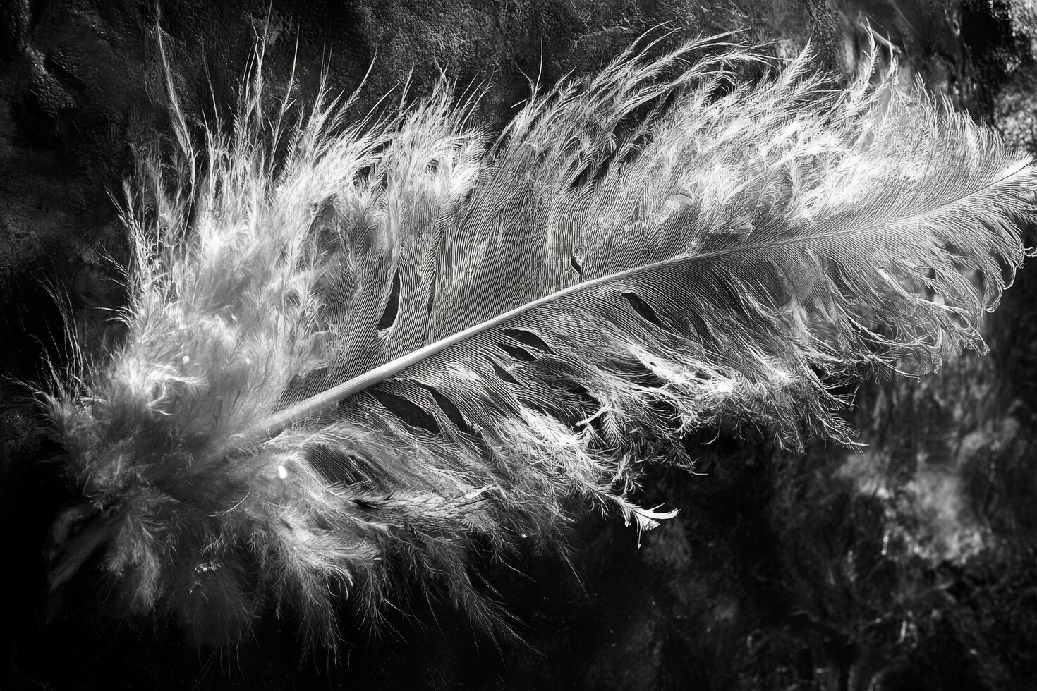 A black and white photo of a feather