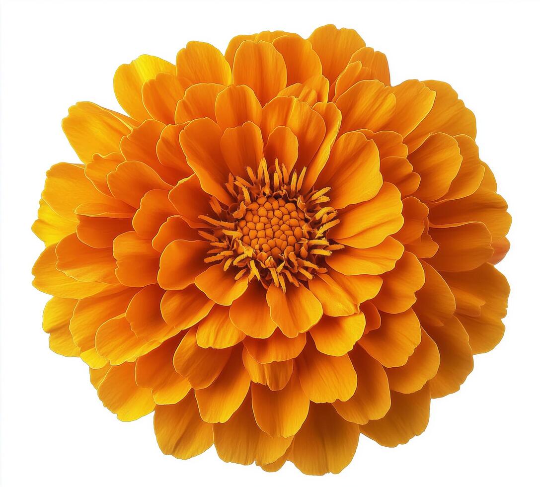 Bright yellow marigold flower in full bloom with intricate petal details photo