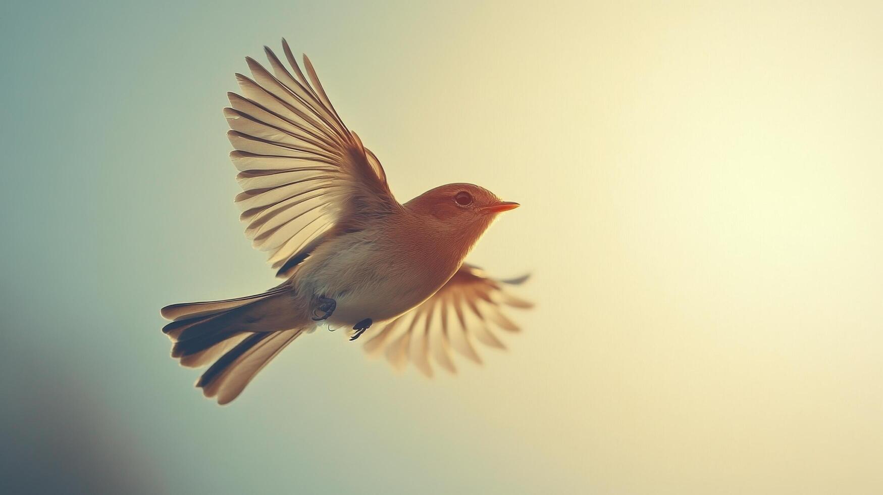 A bird flying in the sky with the sun in the background photo