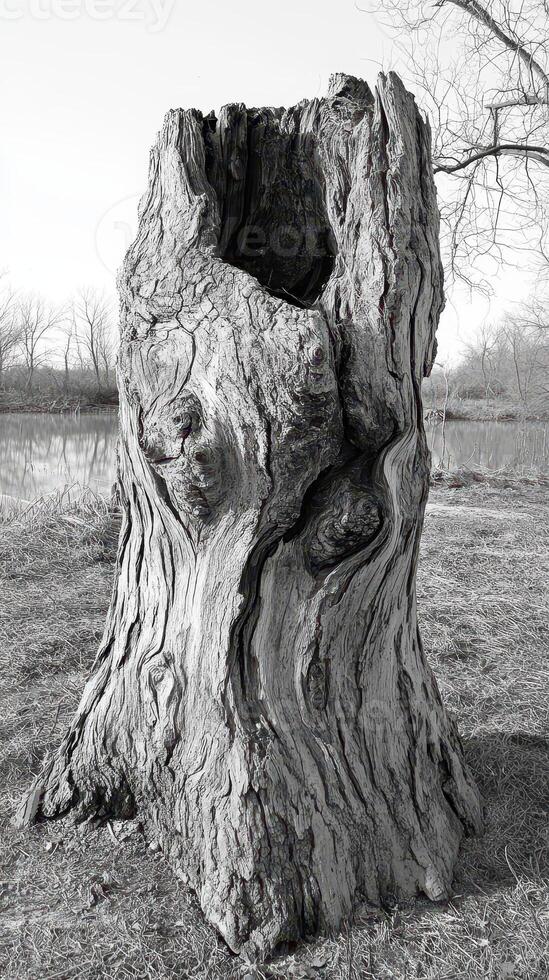 Carved tree stump stands by a peaceful body of water photo