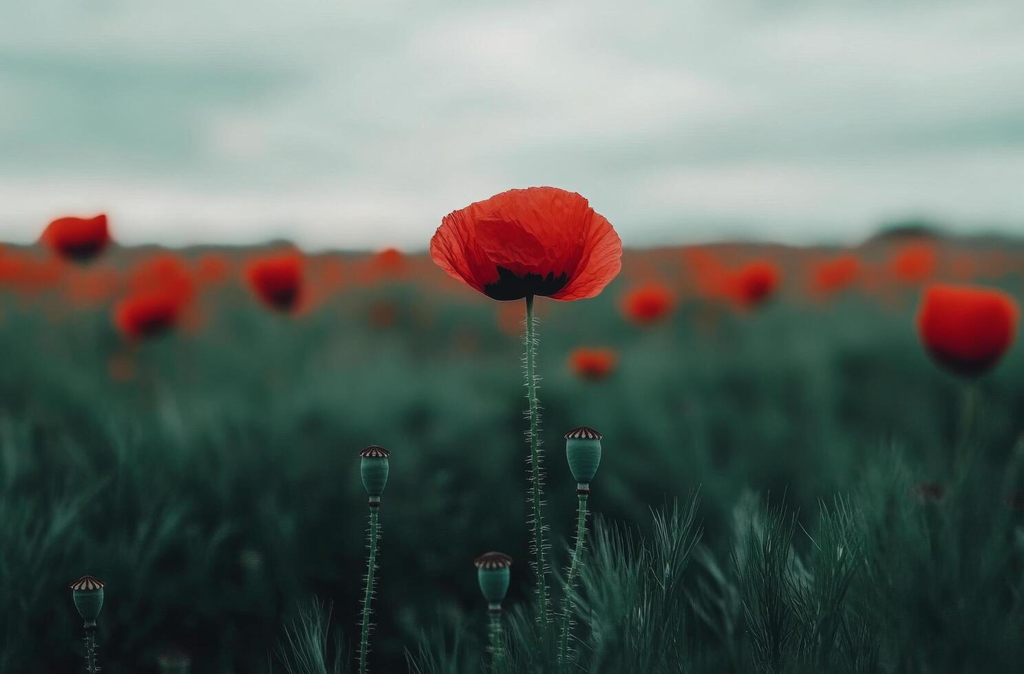 Poppy field, red poppy, field, field of poppies, field of popp photo