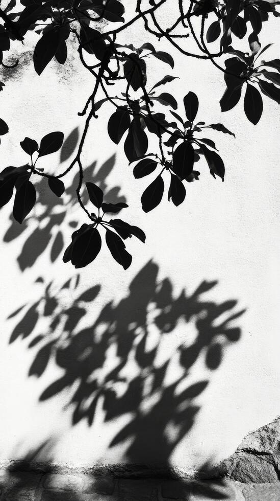 A black and white photo of a tree casting shadows on a wall