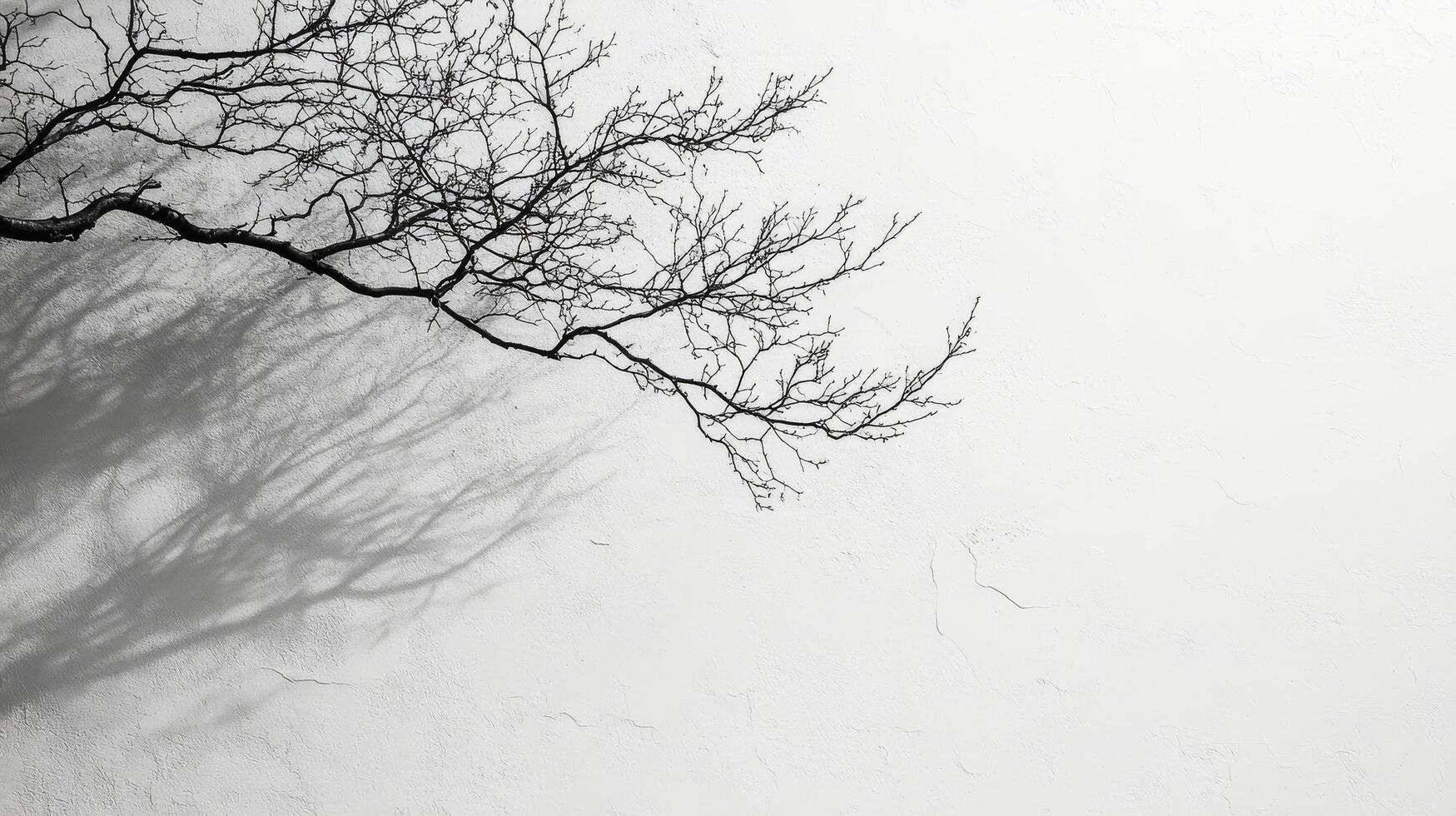 A black and white photo of a tree against a white wall
