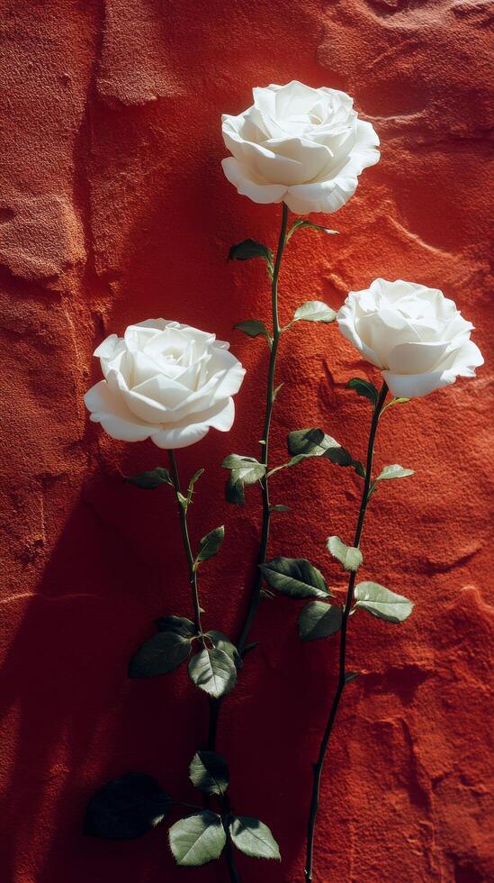 Three white roses on a red wall photo