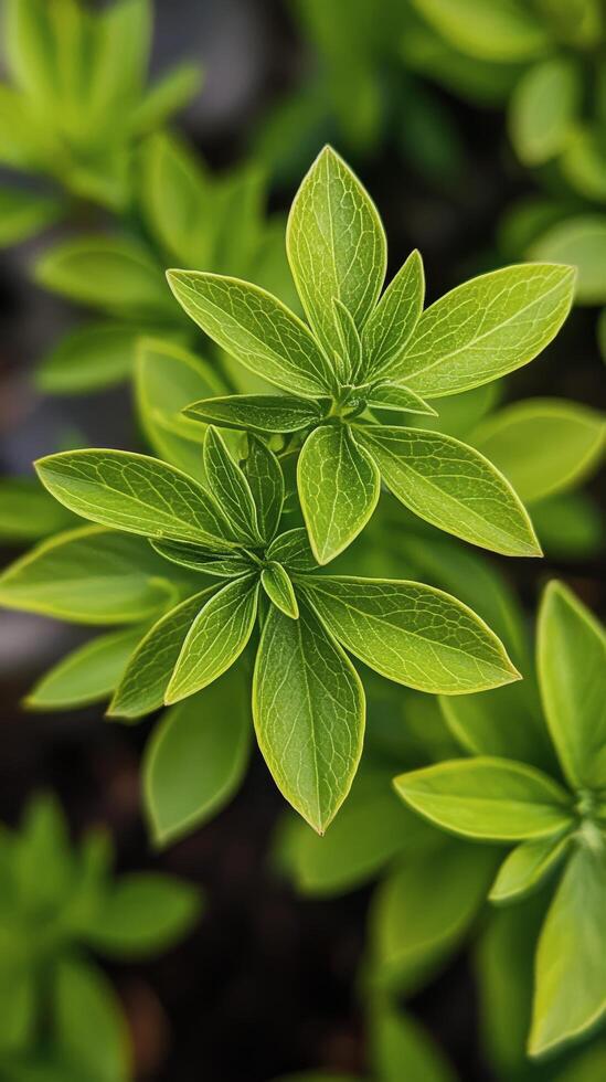 Lush green leaves with droplets reflecting light in a serene natural setting photo