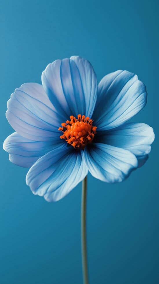 Elegant blue flower with vibrant orange center against a simple background photo