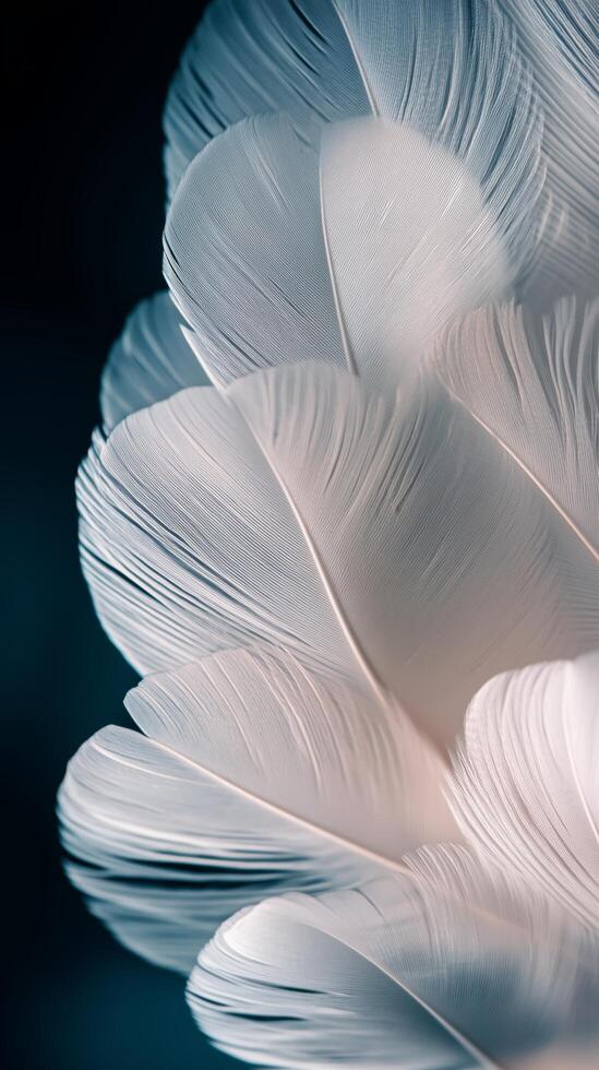 Delicate white feathers layered gracefully against a dark background photo