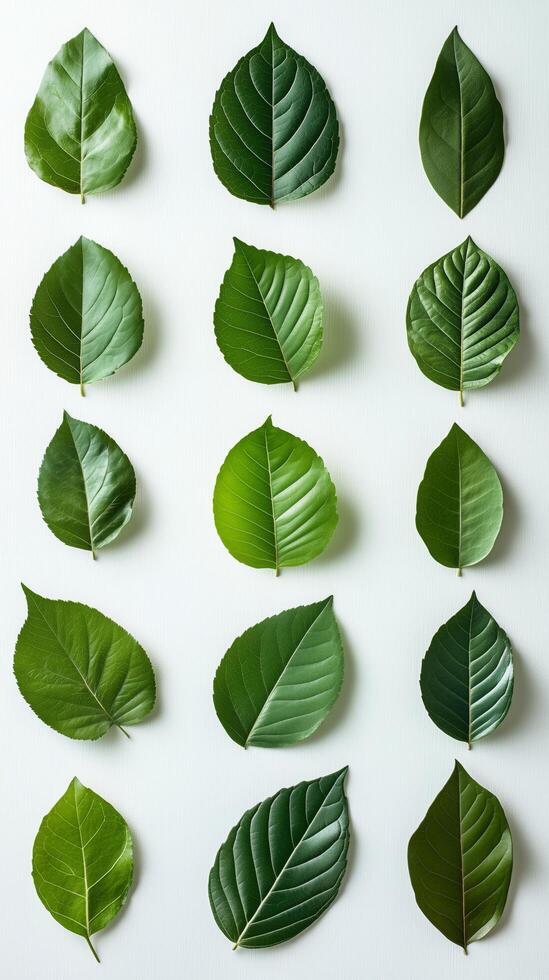 Variety of green leaves displayed in an organized pattern on a neutral background photo