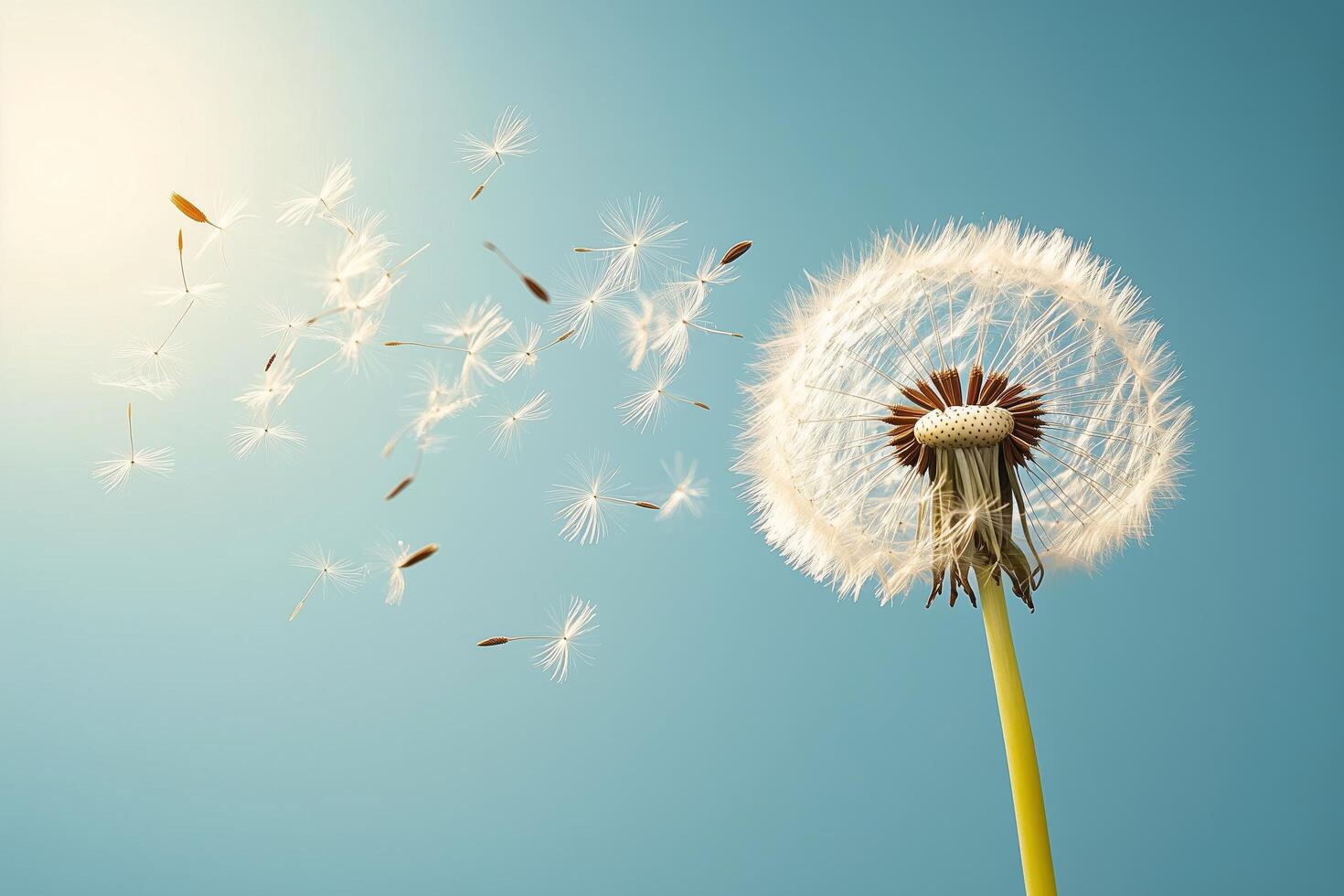Dandelion blowing in the wind with seeds flying out photo