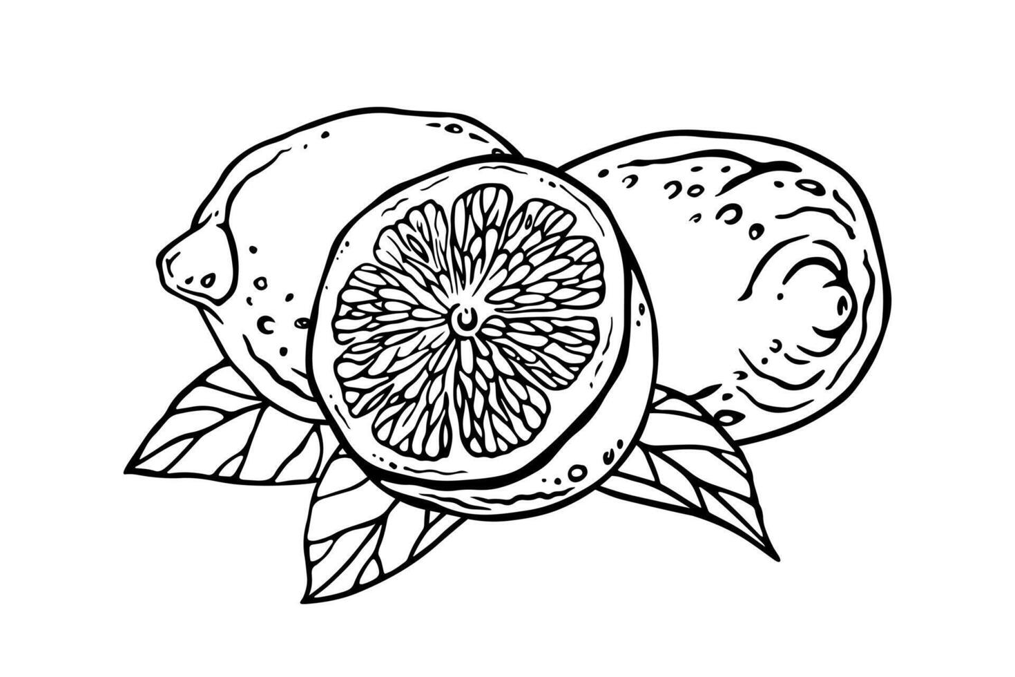 Lemons. Ink graphic composition with whole and half citrus fruits on leaves. Hand drawn outline sketch of tropical fruits for label, menu, packaging design or kitchen wallpaper or textile decoration vector